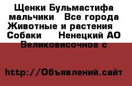 Щенки Бульмастифа мальчики - Все города Животные и растения » Собаки   . Ненецкий АО,Великовисочное с.